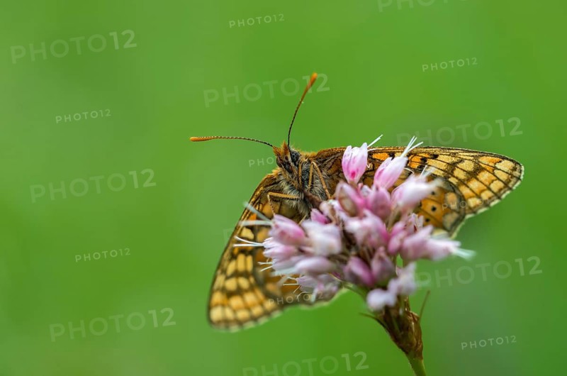 Bite check moth, bite tick moth, euphydryas aurinia, eurodryas aurinia, golden tick moth, green ribbon, marsh fritillary, melitaea aurinia, scabiotic tick moth, butterfly, insects, butterfly, butterflies, butterflies
