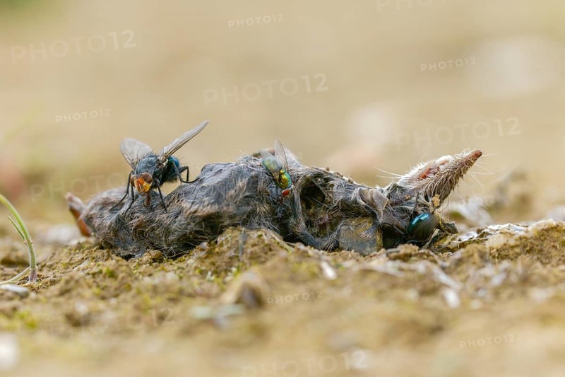 Calliphoridae, Calliphoridae spec., goldfly, Lucilia spec., blowfly spec., blowflies, blow-flies, bluebottles, carrion flies, cluster flies, diptera, greenbottles, insects, carcasses, shrews, dead, two-winged