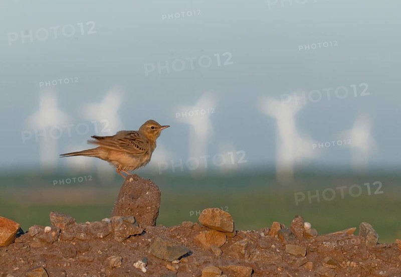 2009, Anthus Campestris, Brachpieper, Brandenburg, Germany, Grünhäuser See, Nabu, national natural heritage, natural paradise Grünhaus, tawny pipit, post-mining landscape, birds, green house, passeri, songbirds, birds