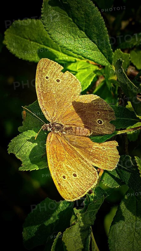 A close-up of a brown forest bird butterfly (Apahntopus hyperanthus) with its wings spread out on green leaves, Kronach, Frankenwald nature park Park, Upper Franconia