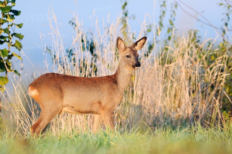 European roe deer (Capreolus capreolus), doe in autumn, North Rhine-Westphalia, Germany