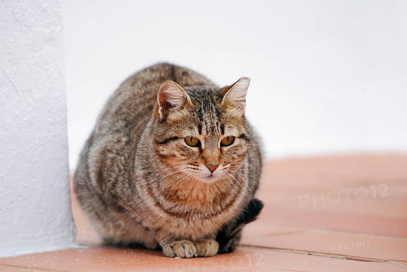 House cat, Algarve, Portugal