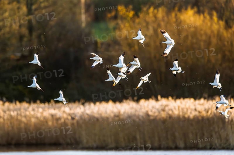 Pied Avocet, Recurvirostra avosetta, birds in flight over winter marshes