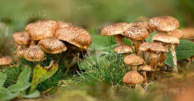 Armillaria ostoyae, Armillaria polymyces, Armillaria solidipes, brown honey mushroom, dark honey mushroom, common honey mash, common honey mash, softwood honey mash, fungi, fungi, mushrooms