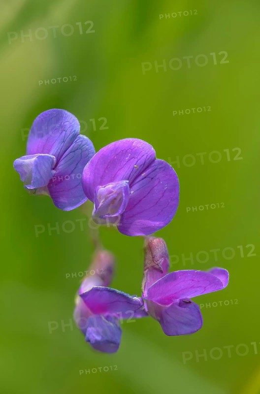 Lathyrus palustris, marsh pea, sweet pea, marsh pea, flora, high size, portrait, plants, plants