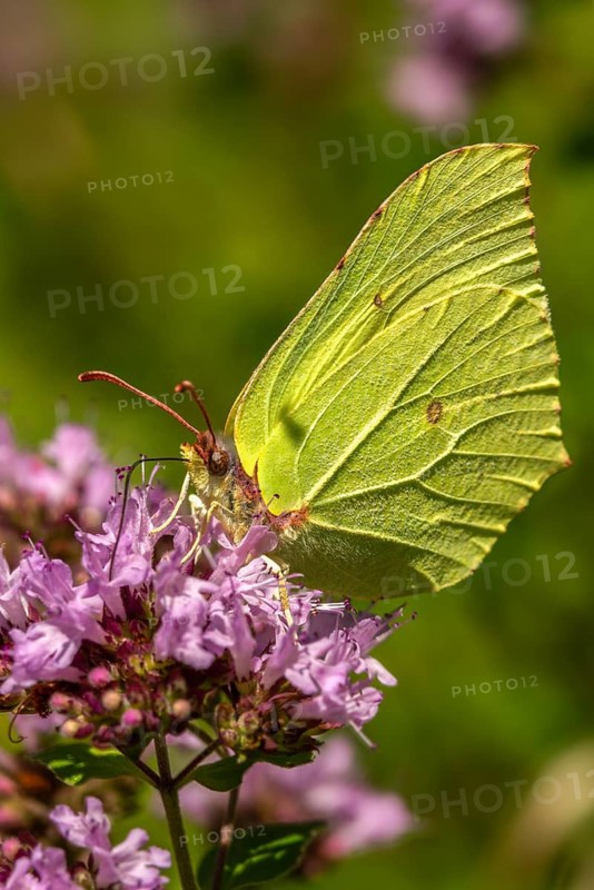 Brimestone, Gonepteryx Rhamni, Butterfly, High Size, Portrait, Insects, Butterflies, Butterflies, Butterflies