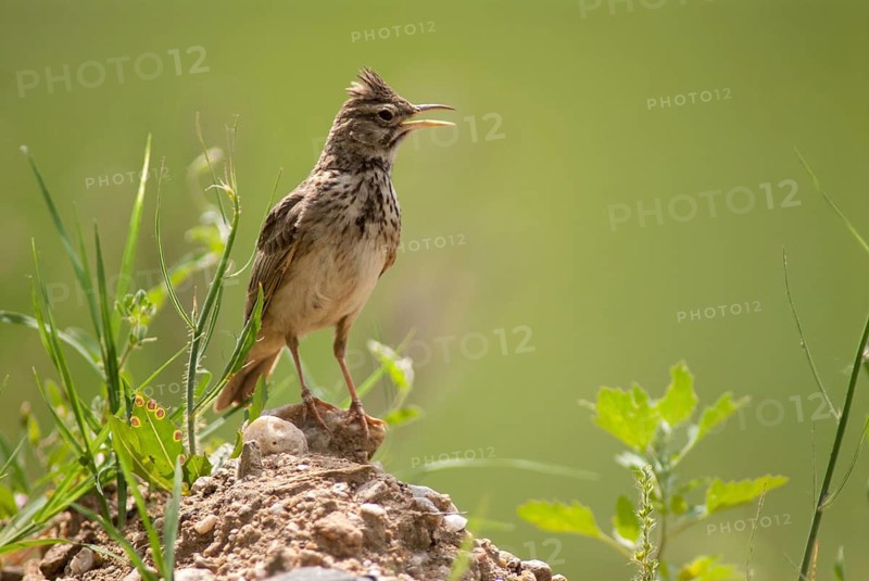 Crested lark, galerida cristata, crested lark, birds, Bulgaria, song, larks, passeri, singing, songbirds, birds