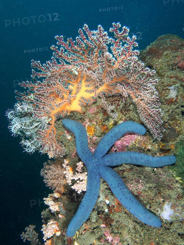 Blue Linckia (Linckia laevigata) against a backdrop of colourful hard and soft corals in the sea, Pidada dive site, Penyapangan, Bali, Indonesia