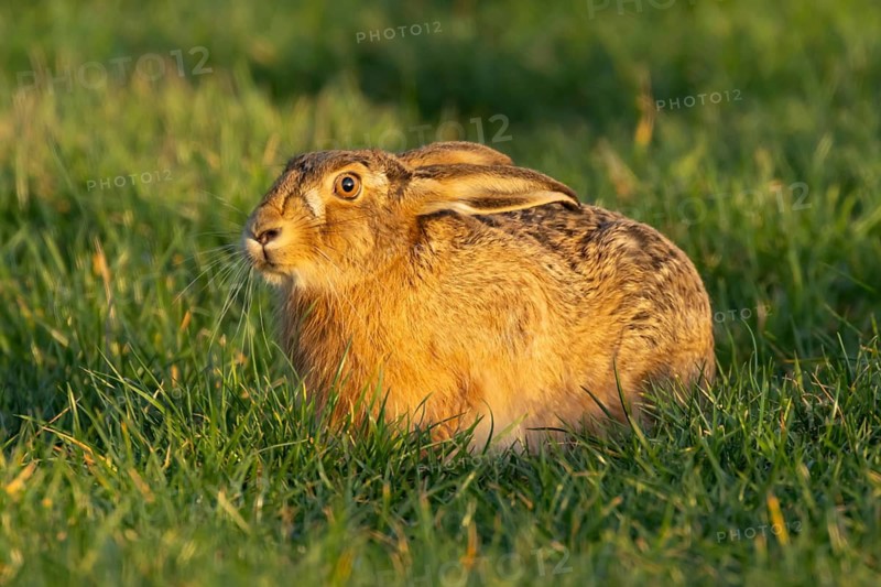 European brown hare (Lepus europaeus) adult animal in a farmland cereal field in spring, England, United Kingdom