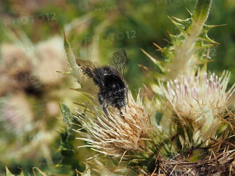 Alpine bumblebee (Bombus alpinus) on a spiny flower in its natural habitat, Goms, Canton of Valais, Switzerland
