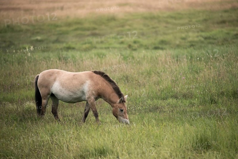 Asian wild horse, Equus Przewalskii, Mongolian wild horse, odd-toed ungulates, perissodactyla, Przewalski's horse, tachi, horses, mammals, horses, mammals, impair ungulates