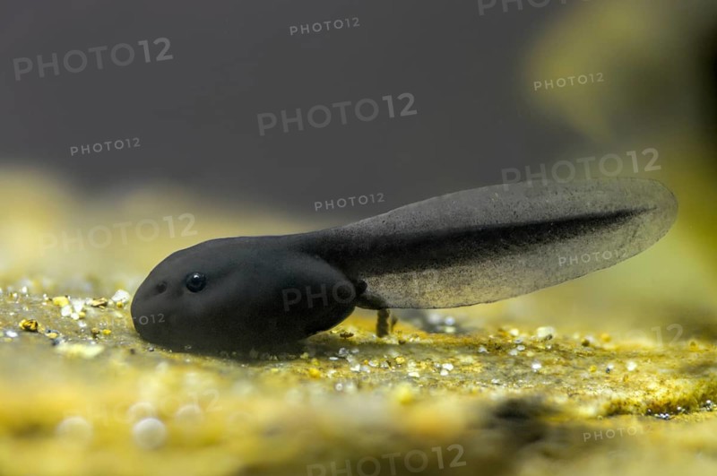 Bufo bufo, common toad, toad, amphibians, amphibians, tadpole, larva, larva, amphibians