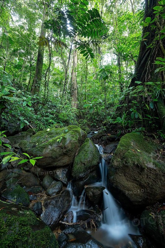 Daytime, small stream and waterfall flowing over mossy rocks in a primary rainforest with a large strangler fig (Ficus) trunk. Venecia, San José, Costa Rica