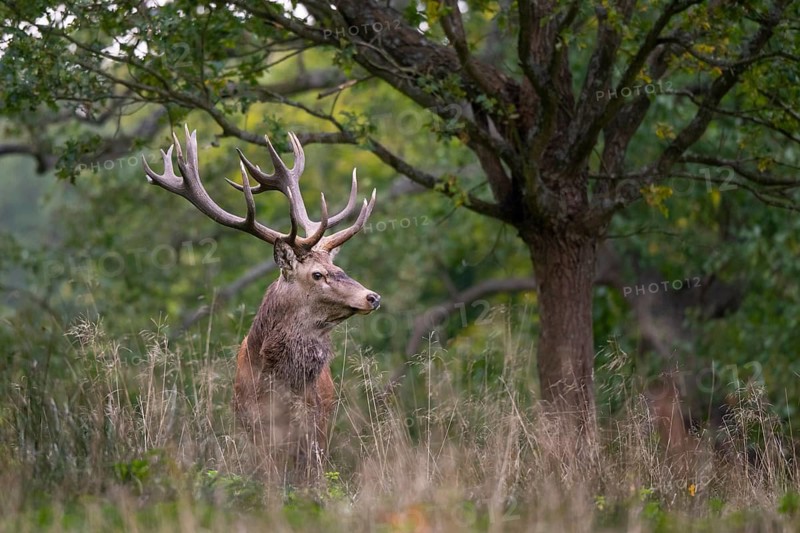 Red deer (Cervus elaphus) in rut, Klamptenborg, Copenhagen, Denmark