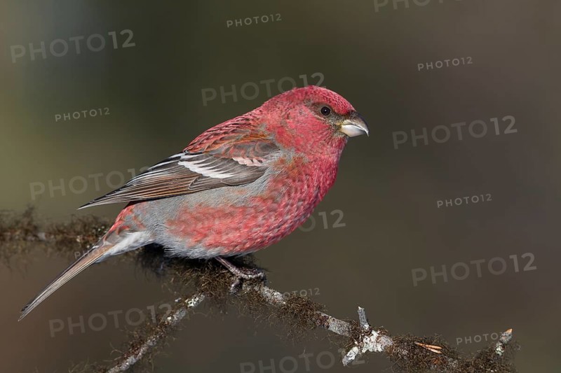 Pine Grosbeak - Hakengimpel - Pinicola enucleator, Finland, adult male