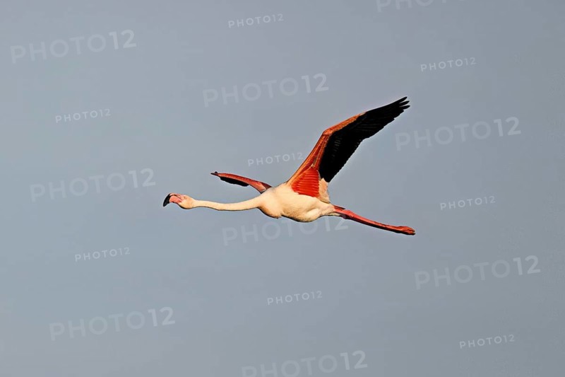 Greater Flamingo (Phoenicopterus roseus), in flight, Camargue Regional Nature Park, southern France, France