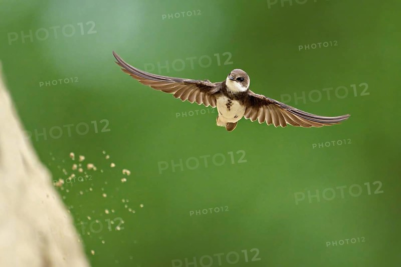 Sand martin (Riparia riparia), approaching the breeding tube, Reussegg nature reserve, Canton Aargau, Switzerland