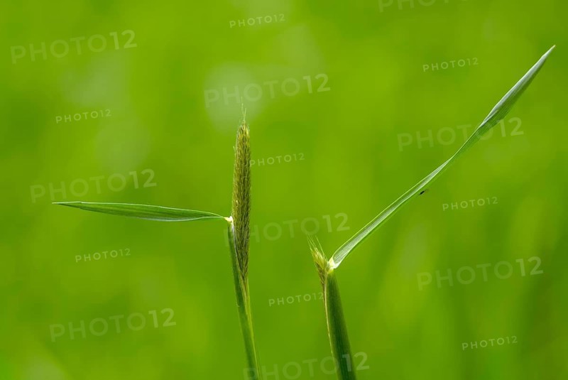 Alopecurus pratensis, meadow foxtail, flora, plants, plants