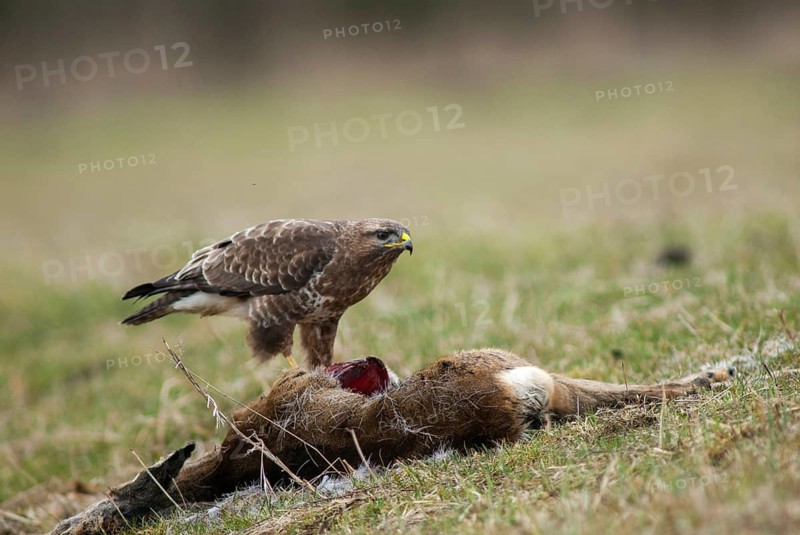 Accipitriformes, buzzard, buteo buteo, buzzard, buzzard, birds, fallen game, birds of prey, leo, minx, raptor, raptors, birds