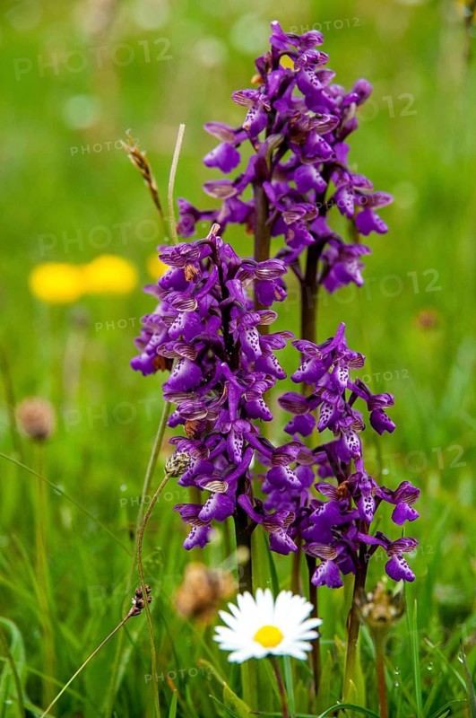Small orchid, fool's cap, orchids, orchid family, orchis morio, salep orchid, satyrion, Sweden, stendelwurz, flora, green-veined orchid, green-winged orchid, high size, portrait format, plants, Sweden, Öland