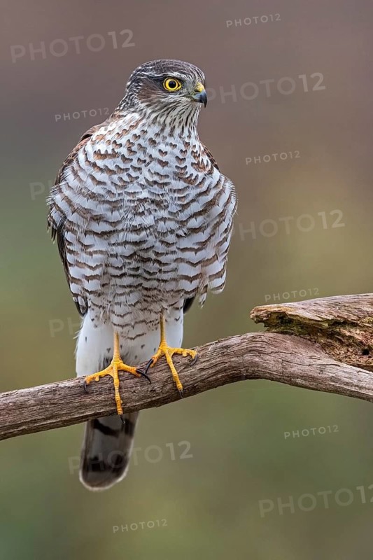 Eurasian Sparrowhawk (Accipiter nisus) female perched on a branch, Saxony-Anhalt, Germany