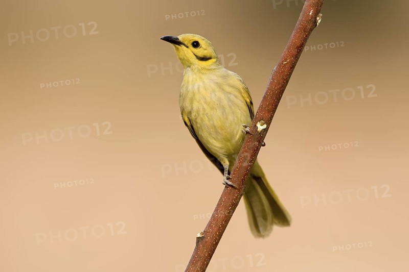 Yellow-tinted Honeyeater (Ptilotula flavescens), Western Australia, Australia