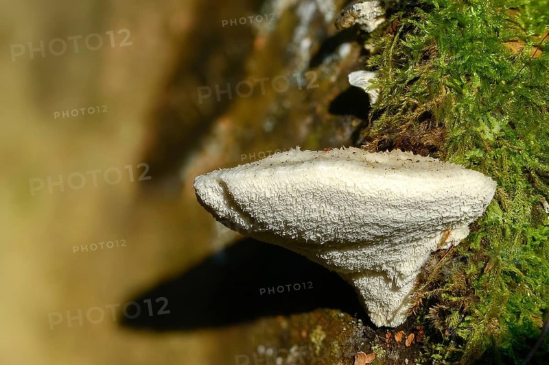 Amaropostia stiptica, bitter bracket, bitter sap porling, oligoporus stipticus, postia stiptica, sapgiporus stipticus, spongiporus stipticus, white softwood porling, fungi, fungus, young, mushrooms