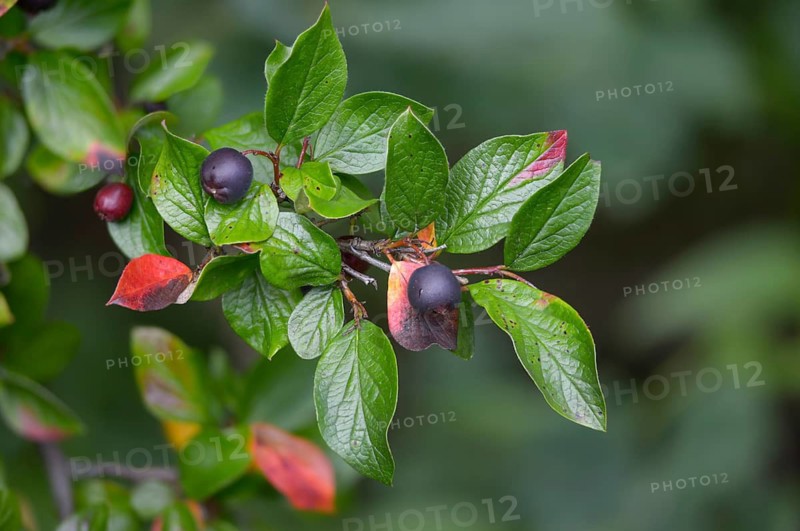 Cotoneaster acutifolius var lucidus, shiny cotoneaster, hedge cotoneaster, Peking cotoneaster, shiny cotoneaster, cotoneaster, cotoneaster, flora, plants, plants