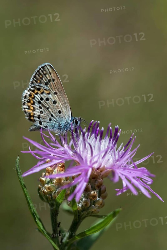 Argus blue, plebeius argus, silver-studded blue, butterfly, high size, portrait format, insects, butterfly, butterfly, butterfly