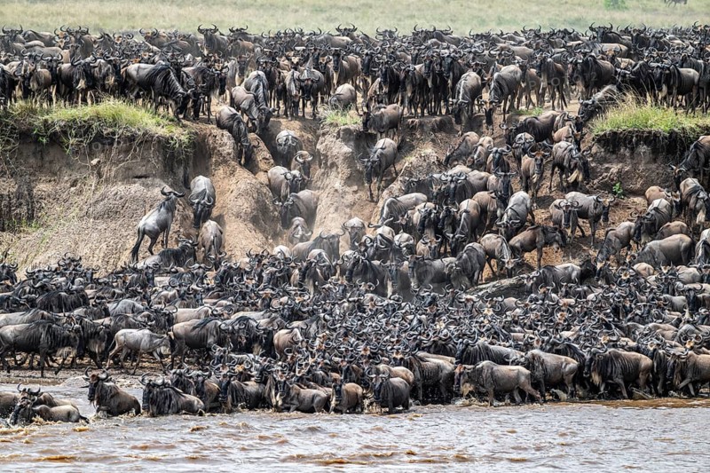 The Great Migration, Huge herds of wilderbeast (Connochaetes taurinus) crossing the Mara river and swimming to the other side, Serengeti Nationalpark, Tanzania