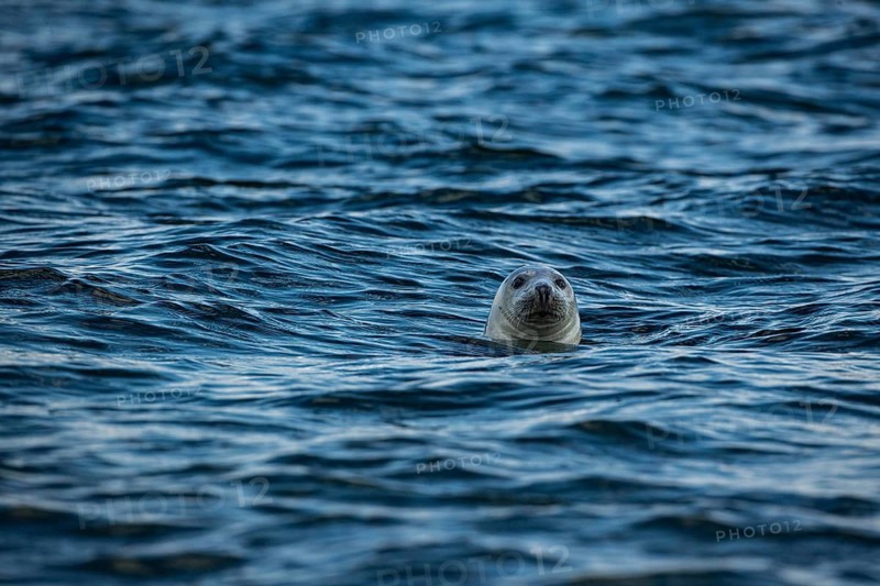 Seal swimming in the wavy blue ocean, a serene sight, close-up of a grey seal looking out of the water, Denmark