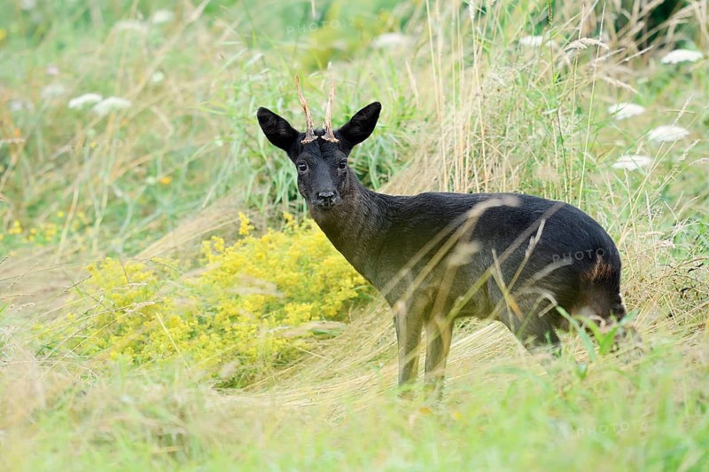 European roe deer (Capreolus capreolus), black roe deer, roebuck, Lower Saxony, Germany