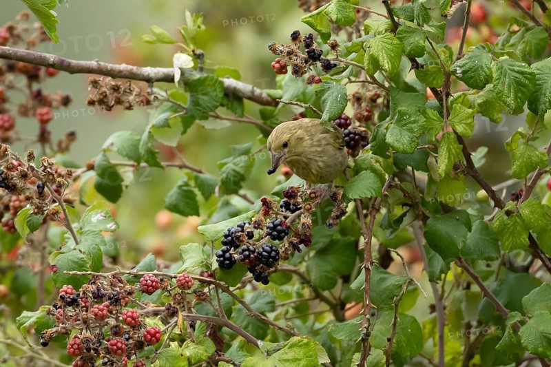 European greenfinch (Chloris chloris) juvenile bird feeding on blackberries fruit in a hedgerow in summer, England, United Kingdom