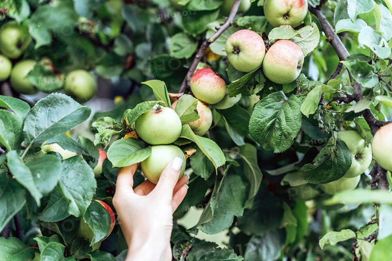 A hand reaches toward organic apples growing on a tree surrounded by green leaves. The scene highlights natural fruit cultivation, eco friendly gardening, and sustainable home orchard practices
