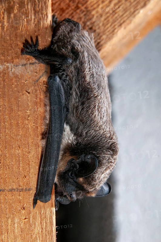 Leather-winged bat, parti-coloured bat, vespertilio murinus, bicolor bat, chiroptera, bats, high size, portrait format, mammals, mammals