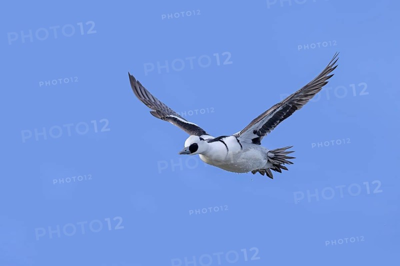 Smew (Mergellus albellus, Mergus albellus) adult male, drake in flight against blue sky in winter