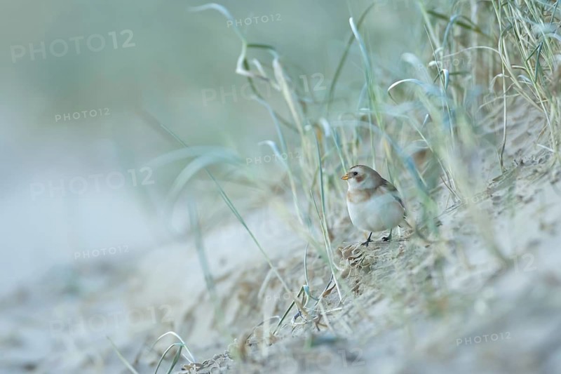Snow bunting (Plectrophenax nivalis) adult bird searching for food on the edge of a sand dune on a beach, Norfolk, England, United Kingdom