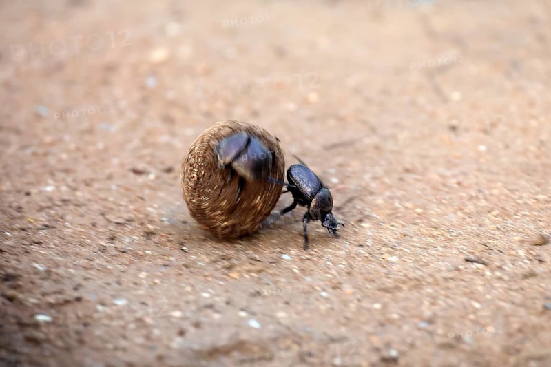 Dung beetle (Scarabaeus sacer), sacred dung beetle, adult, two, pairs, rolling, dung ball, elephant dung, for egg-laying, Kruger National Park, Limpopo Province, South Africa
