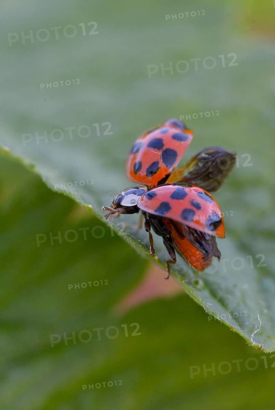 Asian ladybeetle, Asian ladybug, coccinellidae, coccinellinae, harlequin ladybug, harmonia axyridis, ladybird, departure, beetle, coleoptera, departure, harlequin, high size, portrait format, insects, beetles, multicolored Asian
