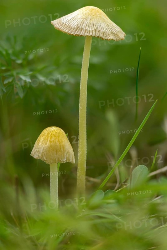 Bolbitius titubans, Bolbitius vitellinus, yellow dung mushroom, golden dung mushroom, fungi, fungus, high size, vertical format, mushrooms, sunny side up