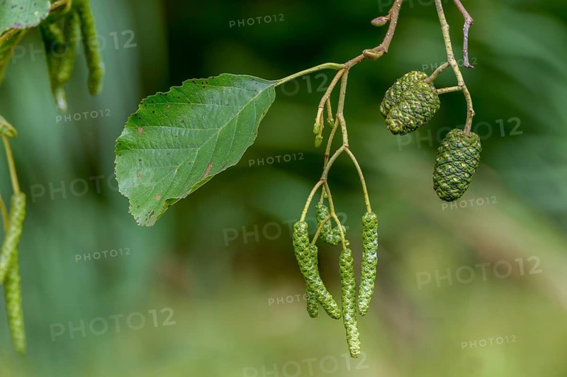 Alnus glutinosa, betulaceae, birch family, European alder, European black alder, alder, tree, black alder, trees, common alder, alder, flora, plants, plants, tree