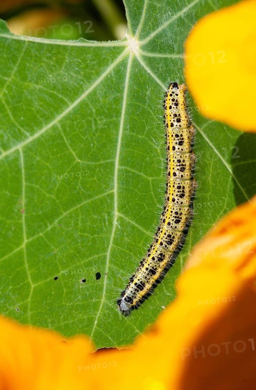 Large cabbage whitening, large white, Pieris brassicae, butterfly, high size, portrait, insects, caterpillar, butterfly, butterflies