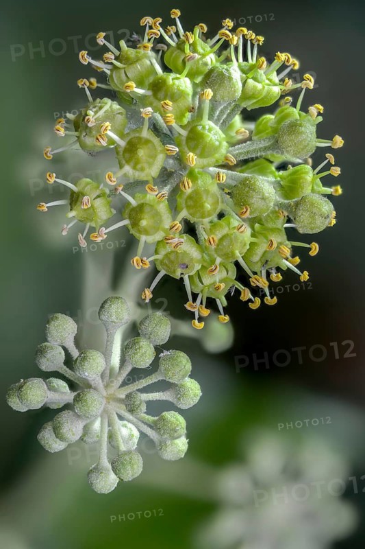 Araliaceae, tree wind, common ivy, ivy, hedera helix, ivy, flora, high size, vertical format, plants, plants