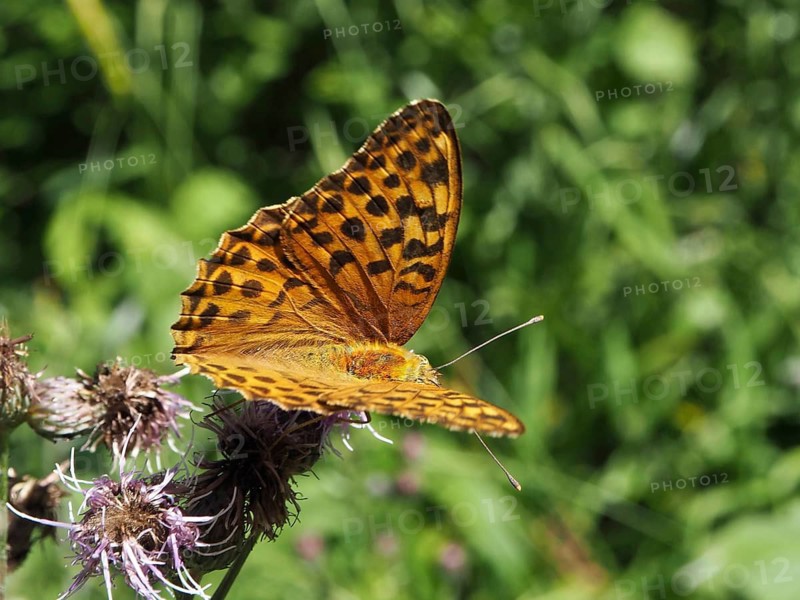 An orange butterfly with patterned wings, the Emperor (Argynnis paphia), on a flower in the countryside, Hüttchopf, Tösstal, Canton of Zurich, Switzerland