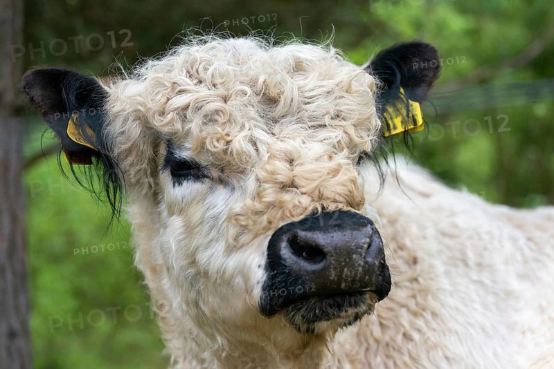 Artiodactyla, Bos Taurus sspec.4, cattle, even-toed ungulate, galloway cattle, galloway cattle, cloven-hoofed, domesticated animals, pet, mammals, cattle, mammals