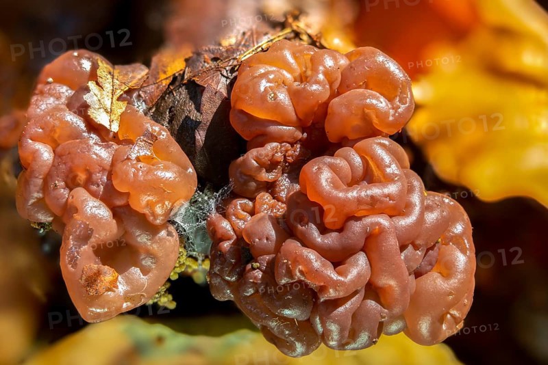 Ascotremella faginea, brain-like jelly disc, beech hose trembling, neobulgaria faginea, hose-trembling, false-trembling mushroom, fungi, fungus, mushrooms