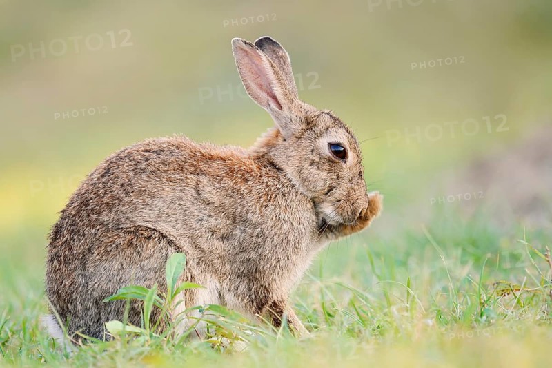 A wild rabbit (Oryctolagus cuniculus) is sitting in a meadow, grooming itself, North Rhine-Westphalia, Germany