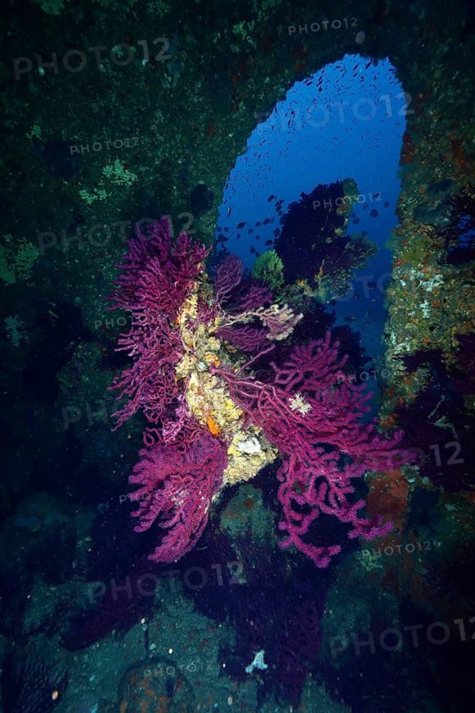 Purple corals, violescent sea-whips (Paramuricea clavata), grow on the rudder of a shipwreck in the blue ocean, at the Le Grec wreck dive site, Giens Peninsula, Provence-Alpes-Côte d'Azur, France