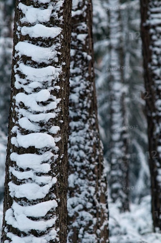Tree, trees, high size, portrait, coniferous forest, snow, tree, forest, winter, wood