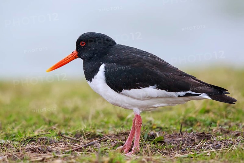 Eurasian Oystercatcher (Haematopus ostralegus), Netherlands